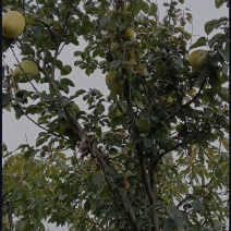 木瓜树，可绿植、可食用