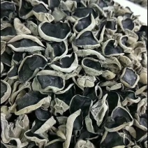 规格：2.2厘米精品大棚秋木耳，大量现货速发，保质保量