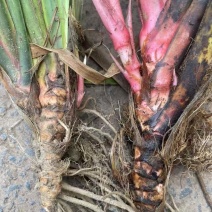 四川石菖蒲种苗红心宽叶高产
