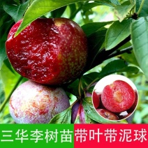 正宗大果三华李苗红心李子嫁接苗早晚熟树苗脆当年结果南北方