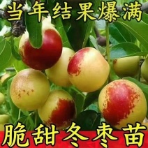 冬枣树苗嫁接枣树苗耐寒南北方种植大红枣蟠枣苗当年