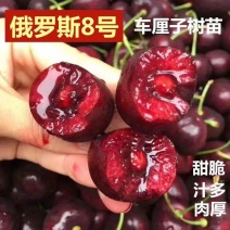 嫁接大樱桃树苗车厘子高产矮化盆栽阳台地栽庭院耐寒南北方种