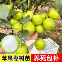 【春种】苹果枣苗台湾大青枣树苗嫁接苗盆地栽枣树苗南方北方
