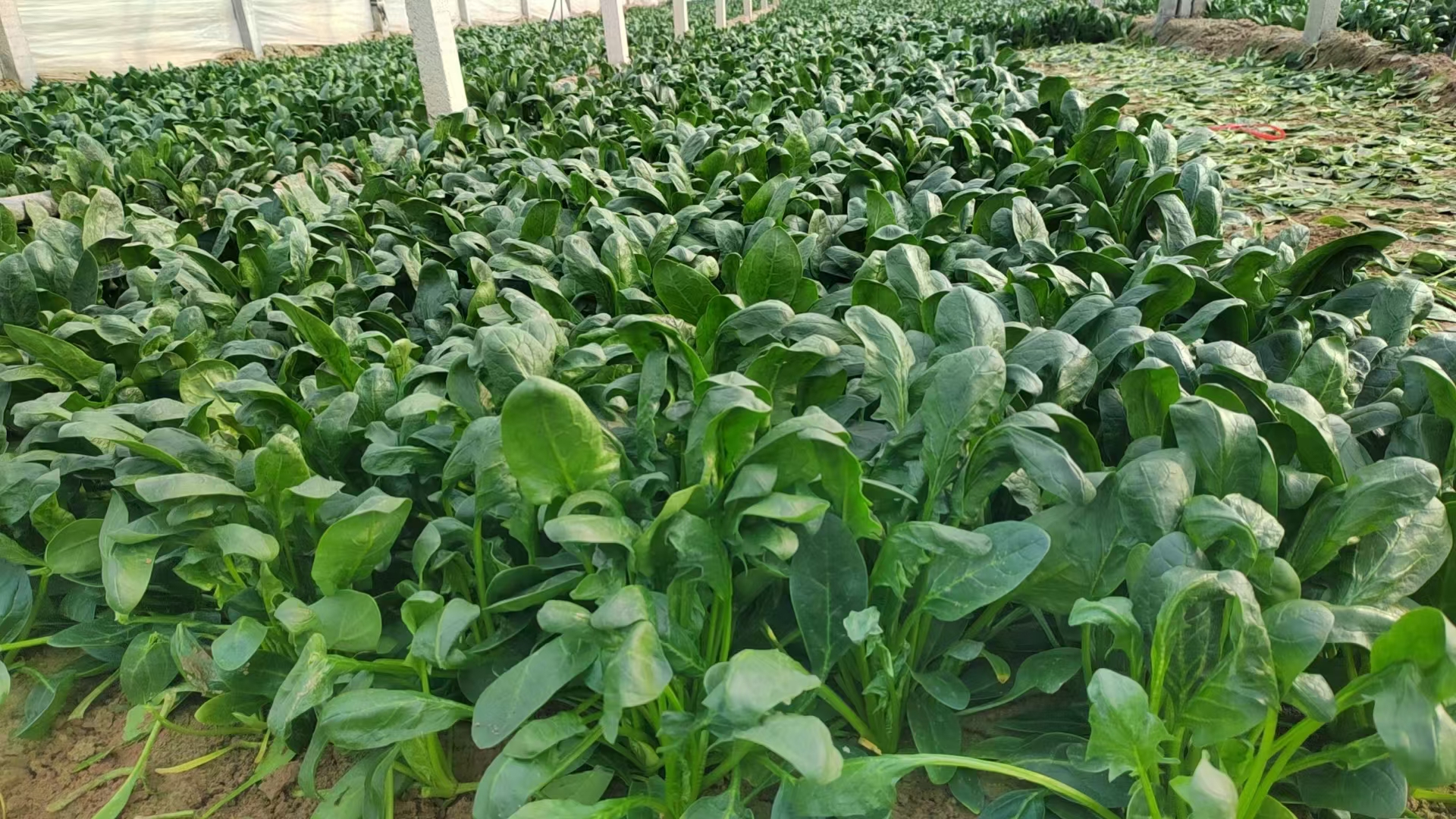 图片展示一个家庭阳台种植的小叶菠菜种植箱,周围环境整洁,阳光透过窗户洒在绿叶上,适合用于生活方式类内容推广 小叶菠菜种植阳台图