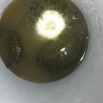 甲鱼