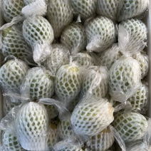 芭乐番石榴红心白心大量供应