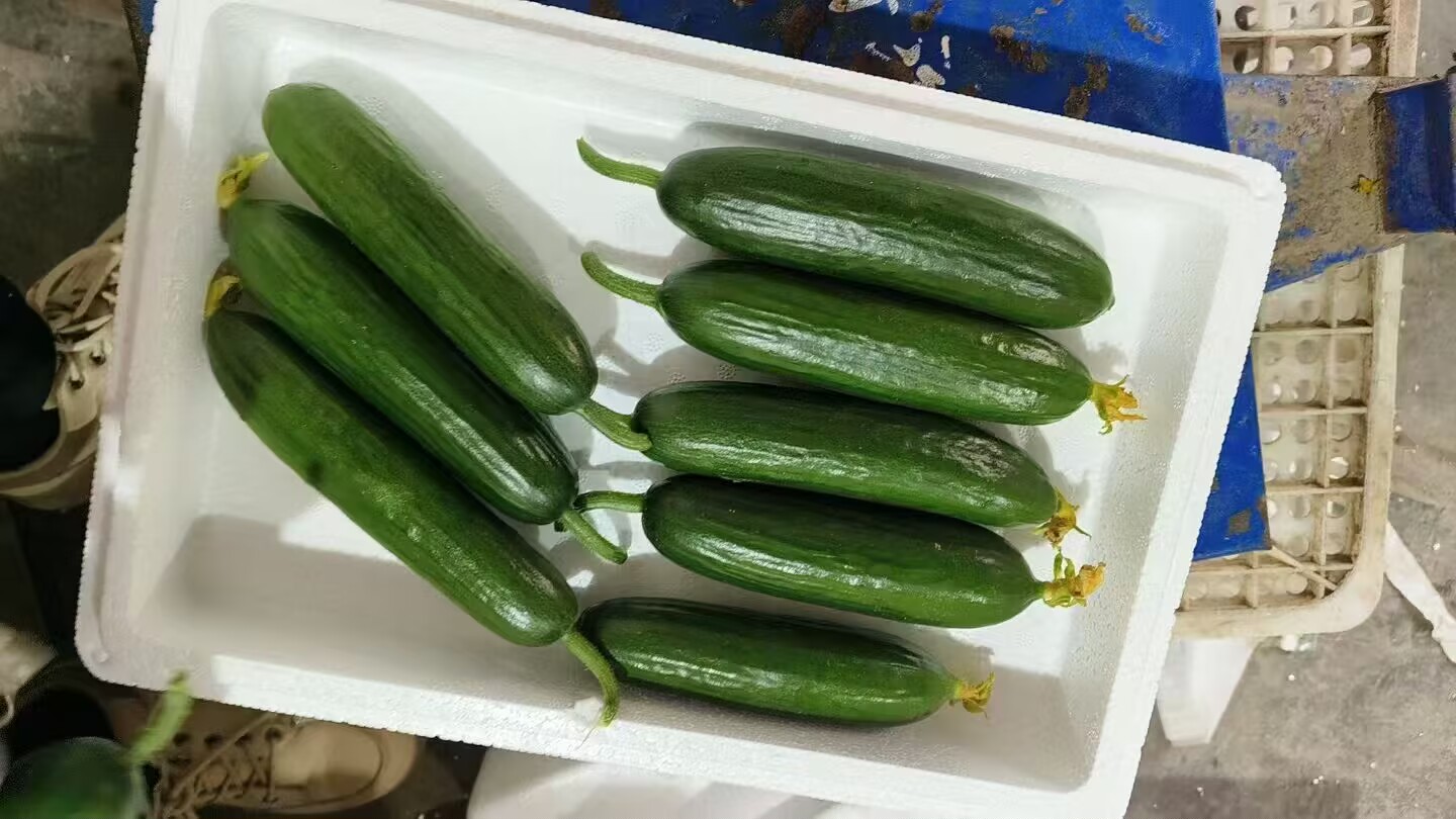 小黄瓜在阳光下新鲜翠绿,摆放在木质托盘上 小黄瓜在阳光下新鲜翠绿,摆放在木质托盘上