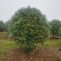 桂花