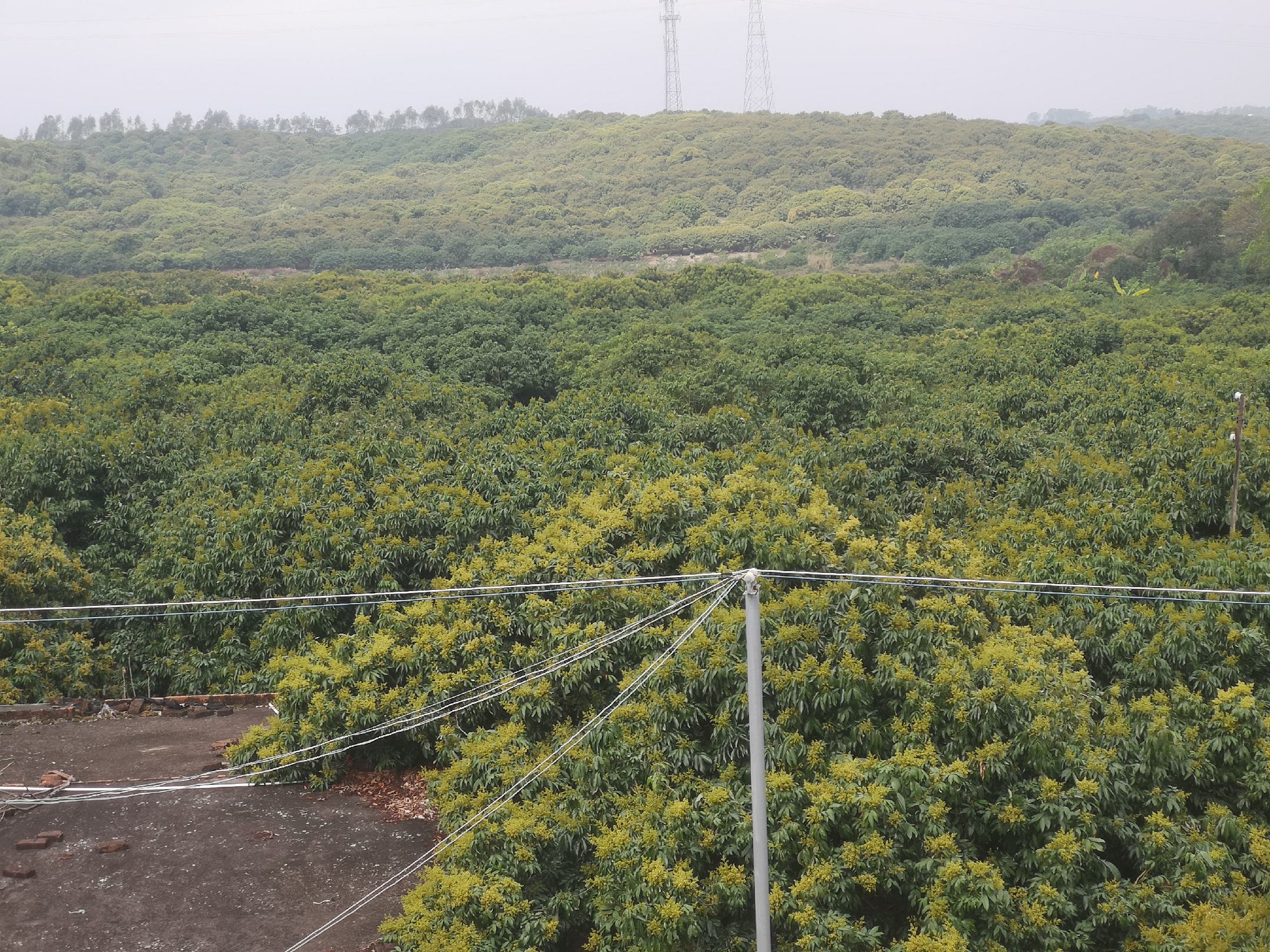 果农在桂味荔枝园中查看花情