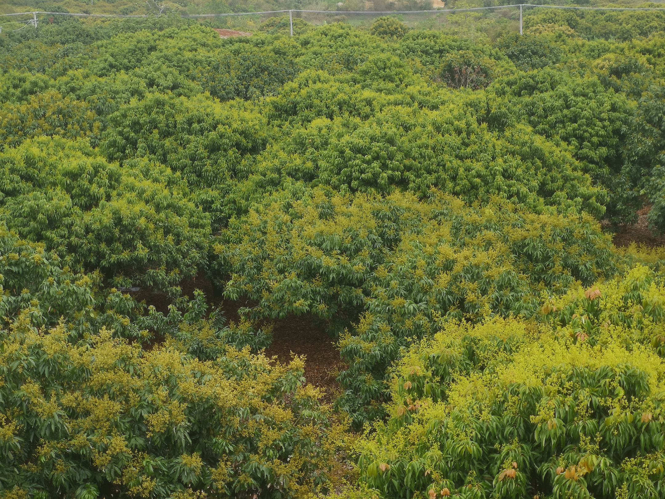 桂味荔枝果园航拍