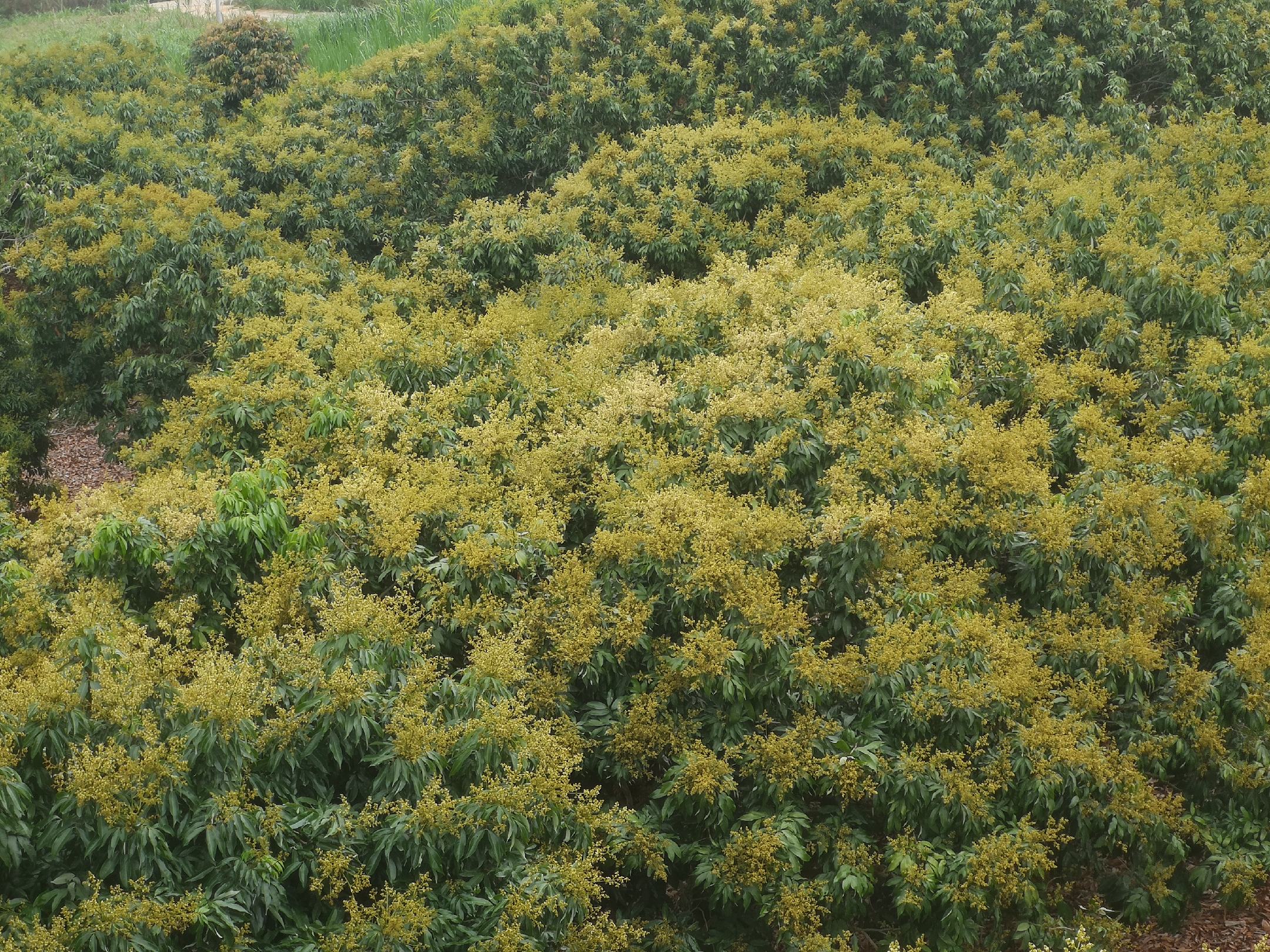 显微镜下观察桂味荔枝顶芽从叶芽向花芽转变的过程,显示分生组织膨大、花原基形成,是判断花芽启动的关键形态标志 桂味荔枝花芽分化显微结构图