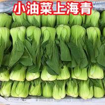 【精品】安徽上海青大量上市，产地直发诚信经营，可发全国！