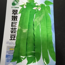 芸豆种子-无纤维肉厚脆嫩豆荚嫩肥大肉厚早熟抗病