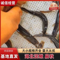 湖北泥鳅，扁秋，大小规格齐全，活力四射。日常量2万斤。