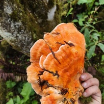 野生菌，硫磺菌，煲汤，炖鸡都很鲜美