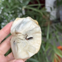 海南凤梨释迦精品礼盒一件代发