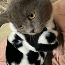 宠物蓝猫