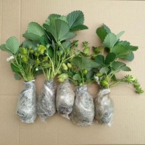 (20天结果)奶油草莓秧苗盆栽四季草莓苗南方北方种植当年