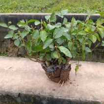 茉莉花
