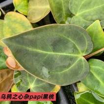 水晶花烛种苗乌鸦之心杂papi黑桃自培品种