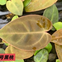 水晶花烛种苗黑桃自培品种基地直发