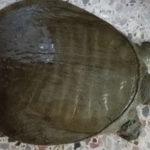 河甲