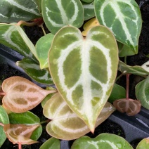 水晶花烛种苗撕裂纹华丽自培品种基地直发