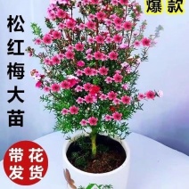 澳洲松红梅质量保证直播靓货基地直销