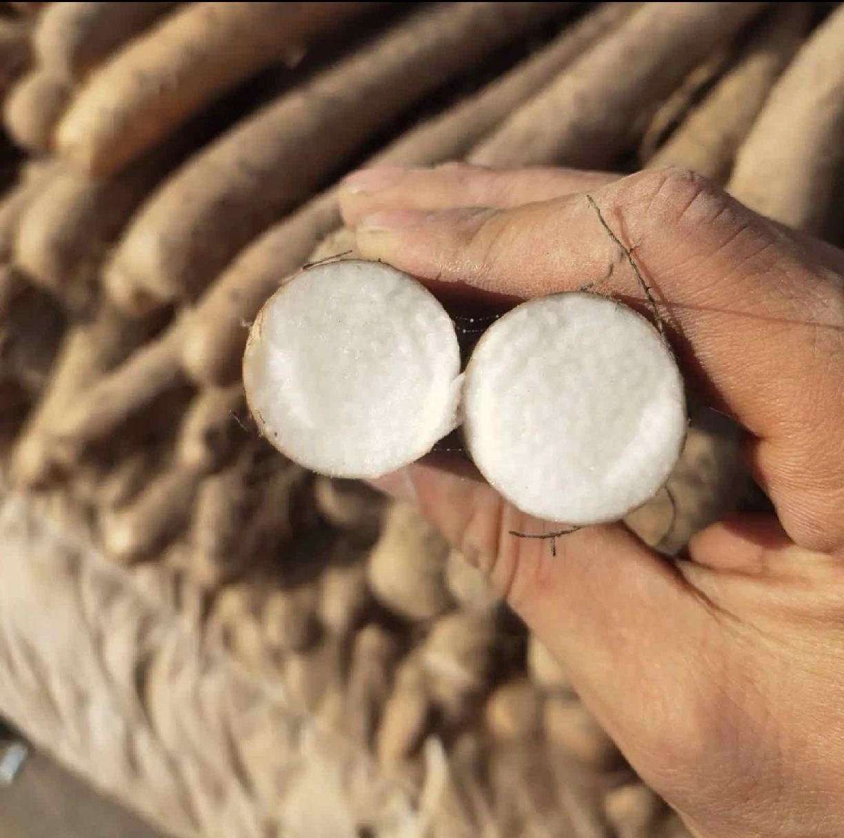 白玉山药切片特写展示晶莹质地