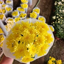 清明节黄白菊，大量上市，欢迎新老客户预定