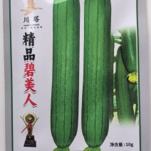 丝瓜种子碧美人翠绿色油亮丝瓜顺直整齐强雌挂果量大