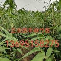 正宗西牛麻竹苗