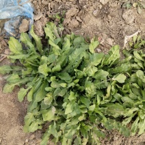 无公害大田种植荠菜