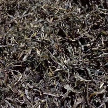 普洱散生，象明倚邦古树茶