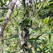 普洱散生，倚邦林茶（老树普洱）