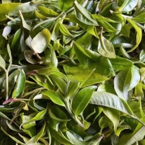 普洱散生，易武正山老树茶