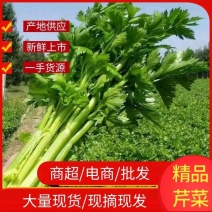 精品优质水芹菜，产地直发，一手货源，欢迎大家来电咨询
