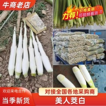 浙江美人茭白】按需求分拣打包提供纸箱泡沫箱保鲜袋一件代