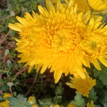 河北皇菊花茶