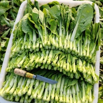 菜苔