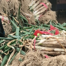 大量现货优质大葱