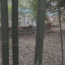 烟台培育北方竹苗