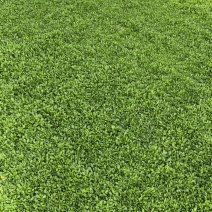 姬岩垂草耐踩踏四季常绿各种规格质优价廉