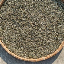 普洱本地老品种春茶