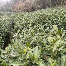 龙井茶第一批开采