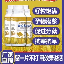 麦粒多-小麦增产专用穗大粒饱，预防倒伏增产增量【量大从优