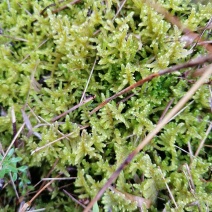 苔藓