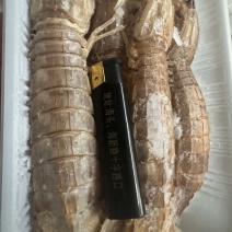 皮皮虾