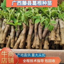 无渣粉葛，葛根种苗，高产粉葛苗，免费提供技术指导，包回收