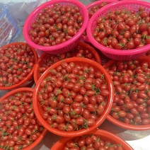 电白千禧圣女果基地直供品质保障口感好甜度高